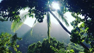 Foresta tropicale della Iao Valley a Maui