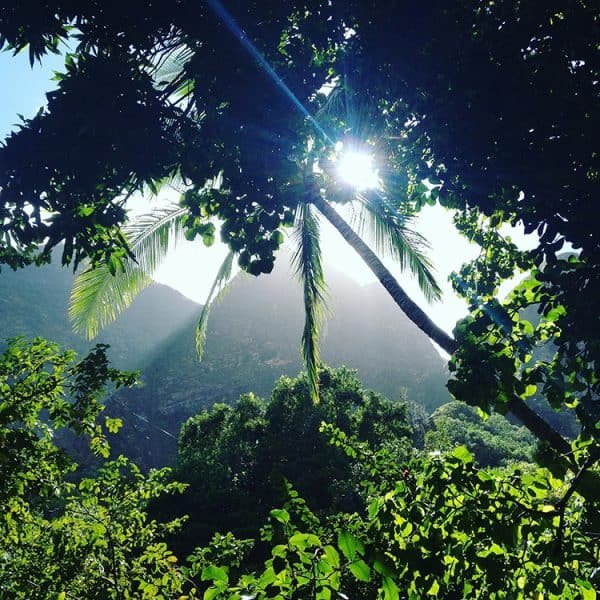 Foresta tropicale della Iao Valley a Maui